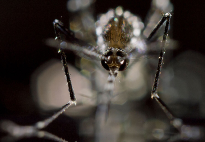 Москитный флот: 5 важных фактов о комарах