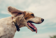 10 жизненных уроков от вашей… собаки - «Смысл жизни»