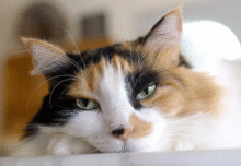 10 жизненных советов от вашего… кота - «Смысл жизни»