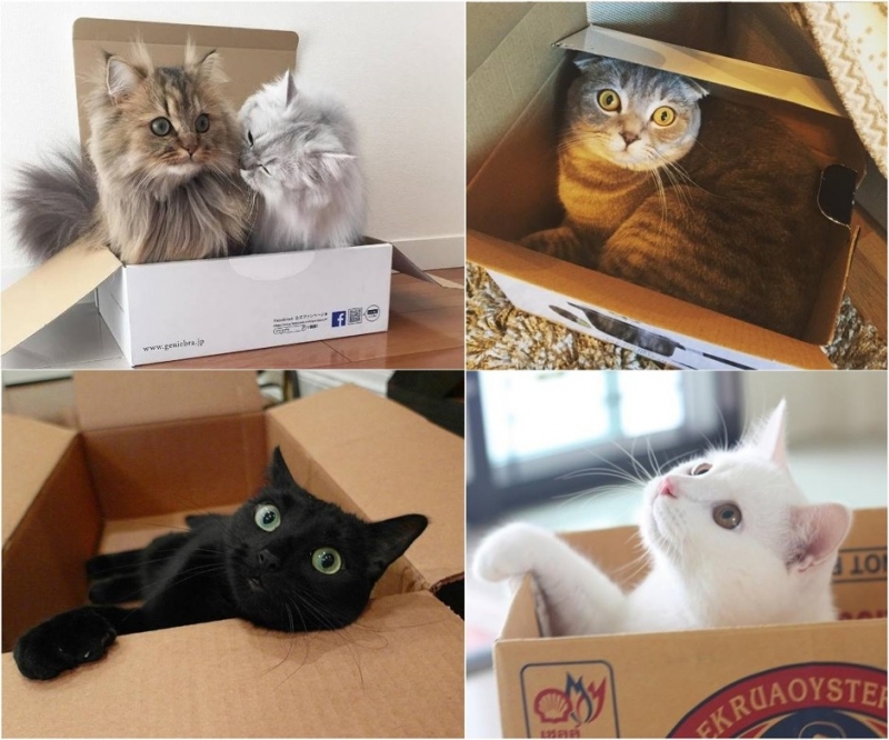 …картонных коробках - «Дом»