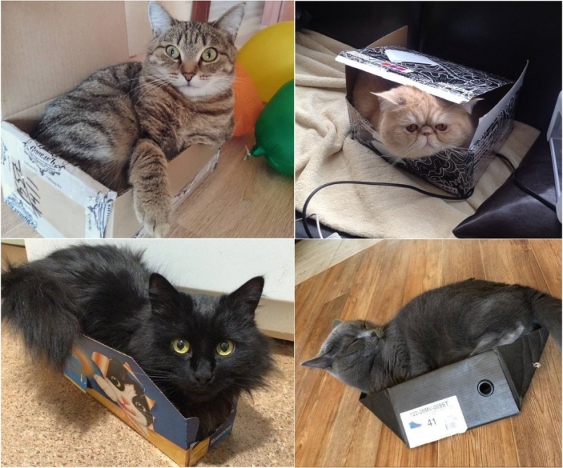 …картонных коробках - «Дом»