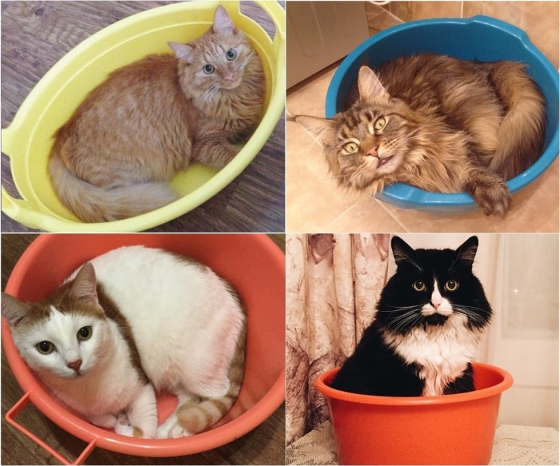 …картонных коробках - «Дом»