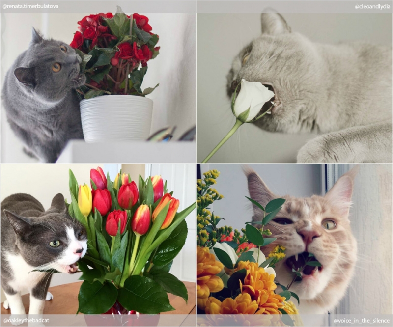 Красота в квадрате - «Дом»