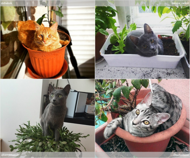 Красота в квадрате - «Дом»