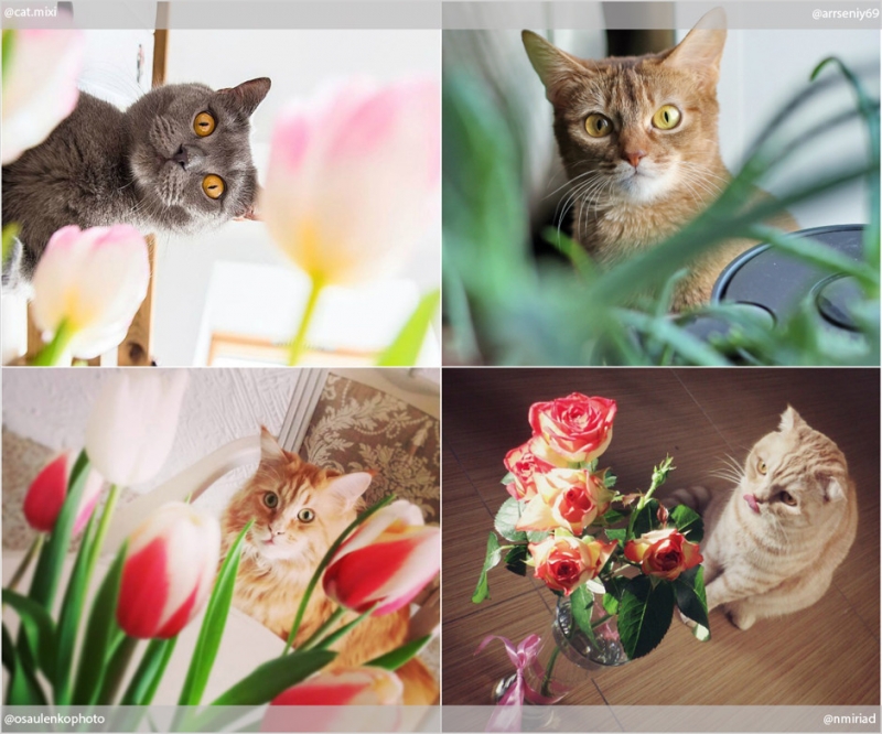 Красота в квадрате - «Дом»