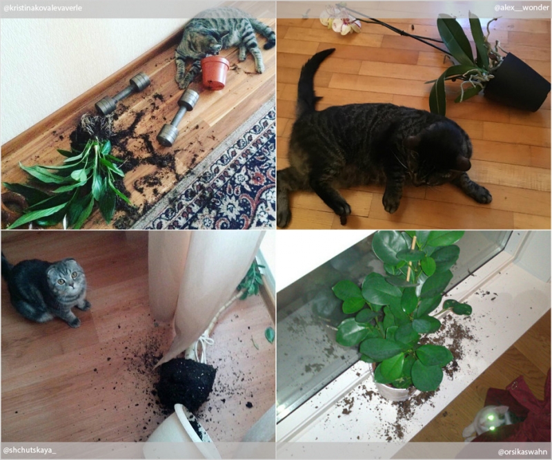 Красота в квадрате - «Дом»