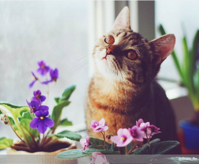 1. Высадить фиалку в правильную почву - «Дом»