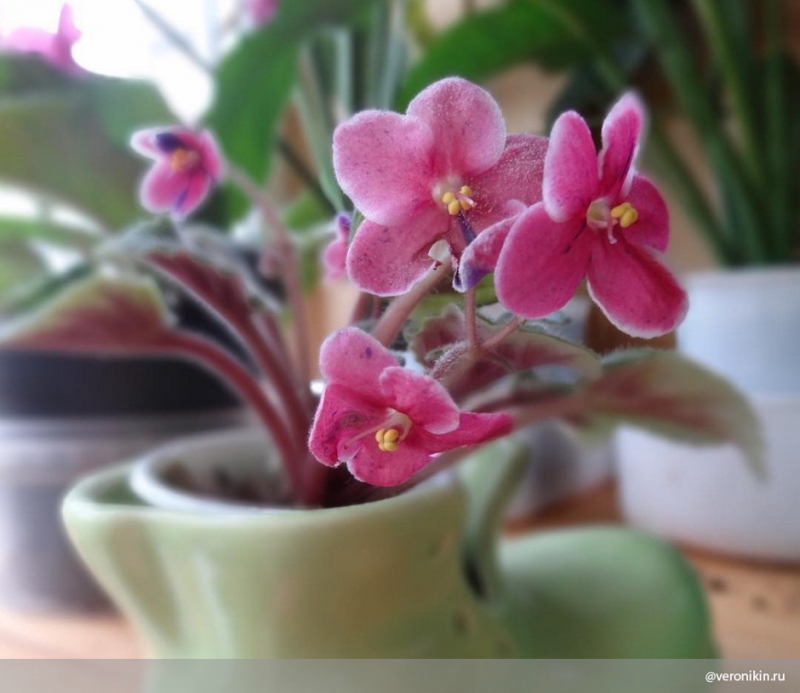 1. Высадить фиалку в правильную почву - «Дом»