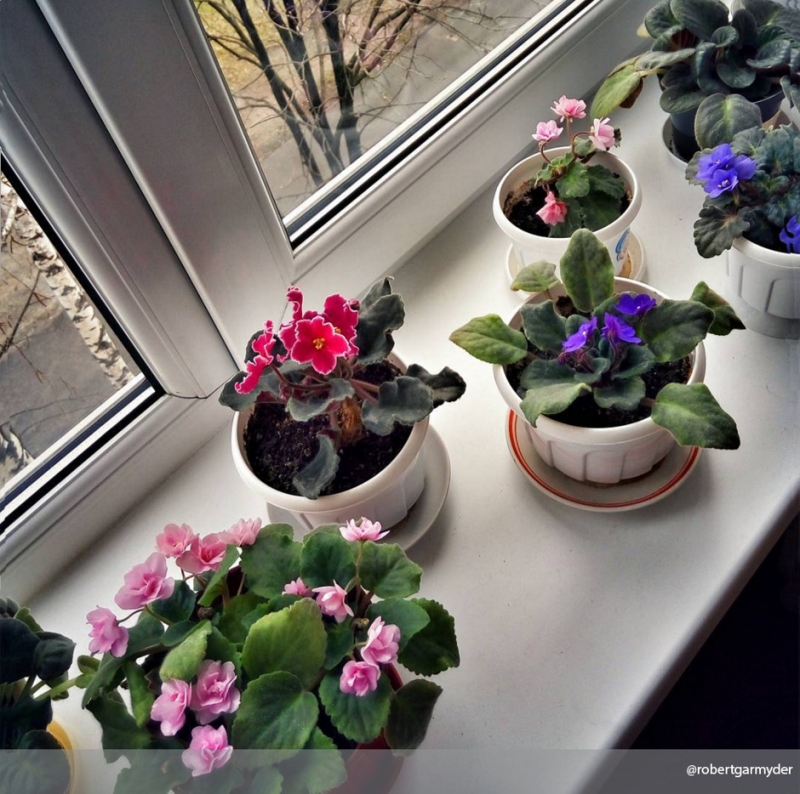 1. Высадить фиалку в правильную почву - «Дом»