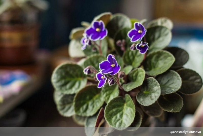 1. Высадить фиалку в правильную почву - «Дом»