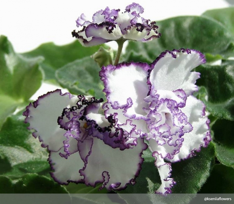 1. Высадить фиалку в правильную почву - «Дом»