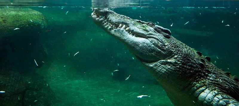 13 сногсшибательных фотозоофактов, после которых ты с подозрением будешь относиться к животным в зоопарке!