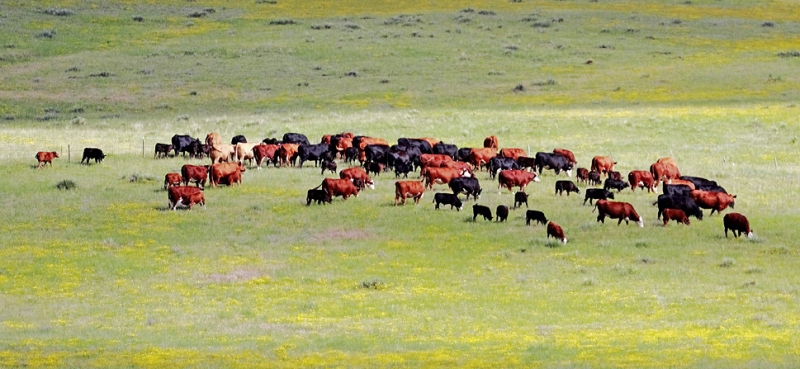 13 сногсшибательных фотозоофактов, после которых ты с подозрением будешь относиться к животным в зоопарке!