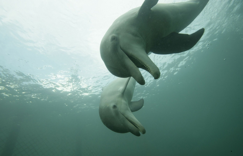 13 сногсшибательных фотозоофактов, после которых ты с подозрением будешь относиться к животным в зоопарке!