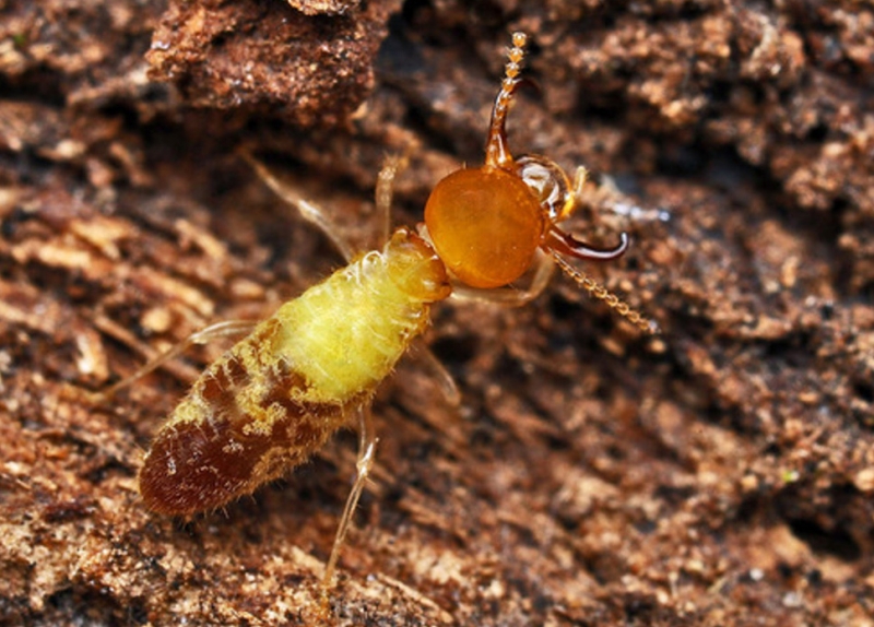 13 сногсшибательных фотозоофактов, после которых ты с подозрением будешь относиться к животным в зоопарке!