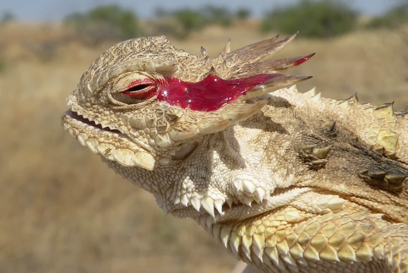 13 сногсшибательных фотозоофактов, после которых ты с подозрением будешь относиться к животным в зоопарке!