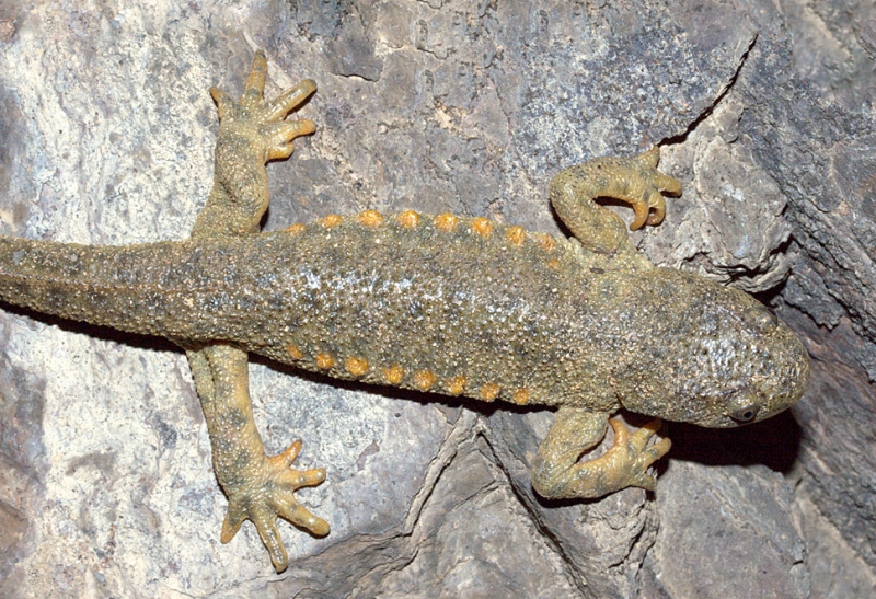 13 сногсшибательных фотозоофактов, после которых ты с подозрением будешь относиться к животным в зоопарке!