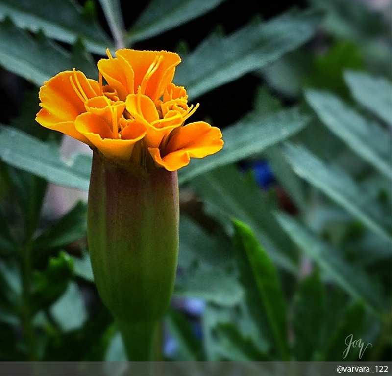 Бархатцы - «Дом»