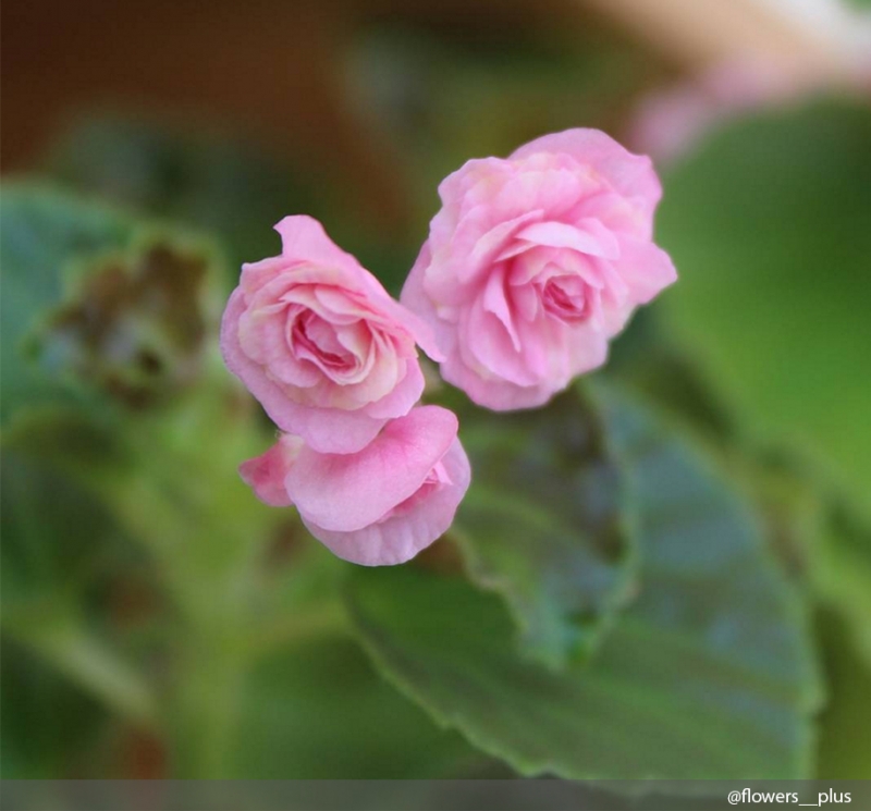 Бархатцы - «Дом»