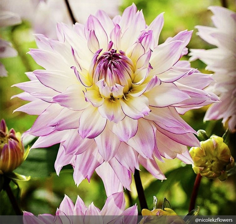 Бархатцы - «Дом»