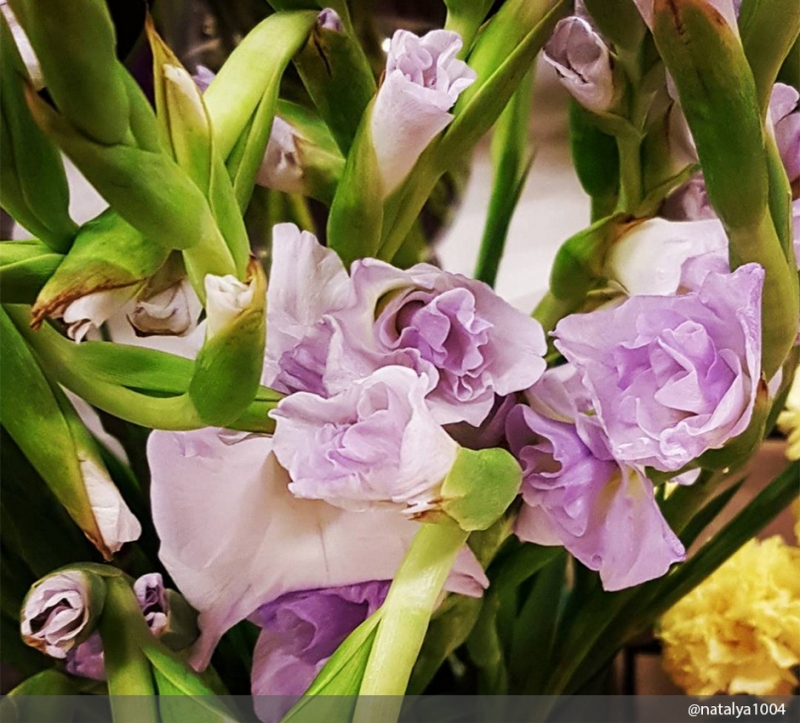 Бархатцы - «Дом»