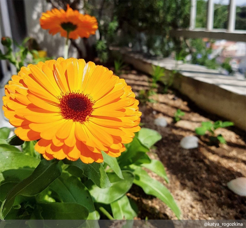 Бархатцы - «Дом»