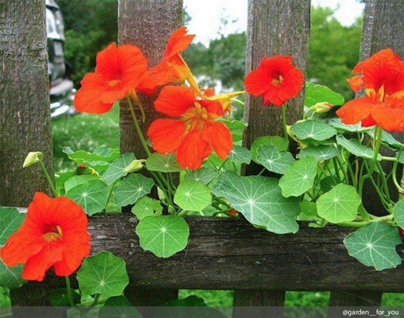 Бархатцы - «Дом»