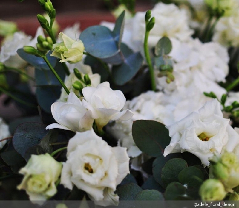 Бархатцы - «Дом»