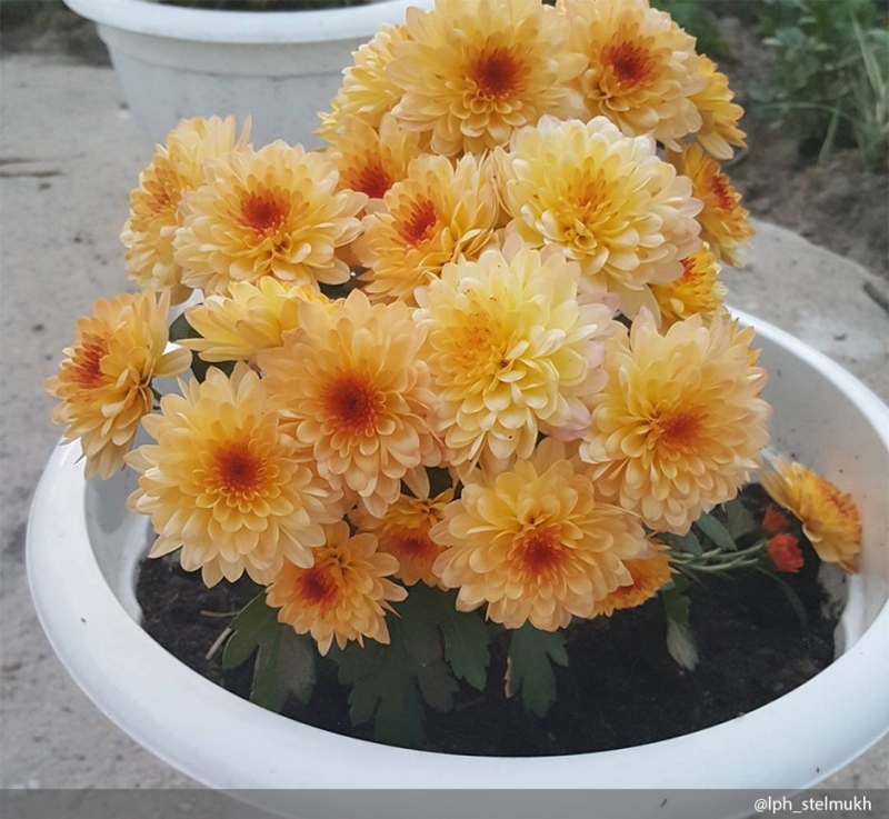 Бархатцы - «Дом»