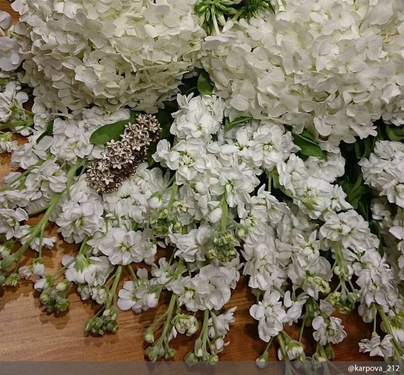 Бархатцы - «Дом»