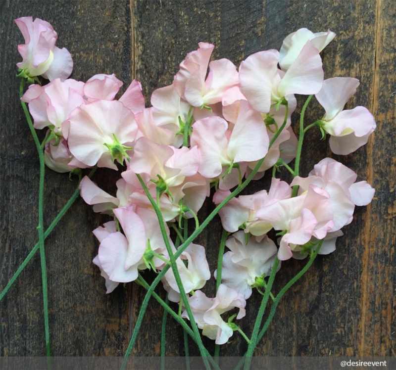 Бархатцы - «Дом»