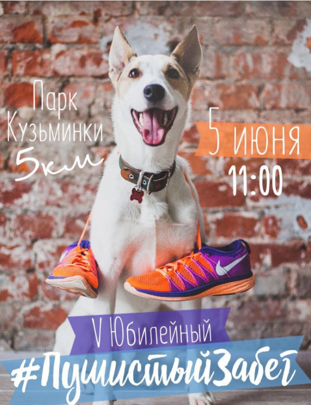 Беги, помогай, погладь собаку