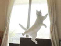 Танцующий кот стал новой интернет-звездой фото - Домашние питомцы ... - «Дом»