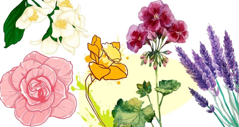 1. Сирень - «Красота»