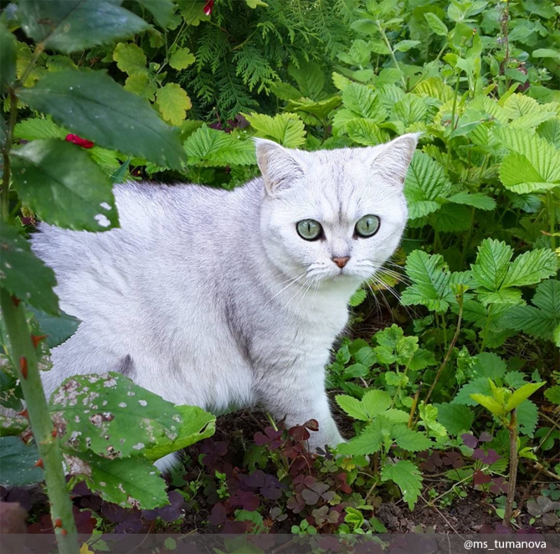 Приобрести специальный ошейник - «Дом»