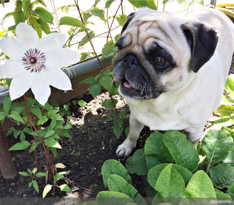 Приобрести специальный ошейник - «Дом»