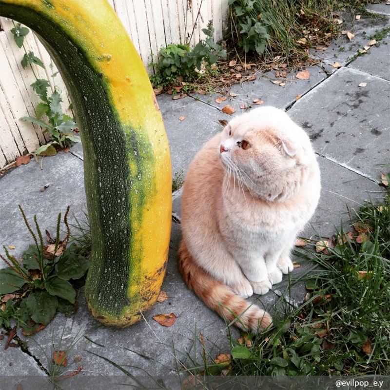 Приобрести специальный ошейник - «Дом»