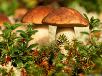 Какие грибы бывают радиоактивными - «Красота»