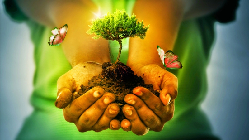 Какие грибы бывают радиоактивными - «Красота»