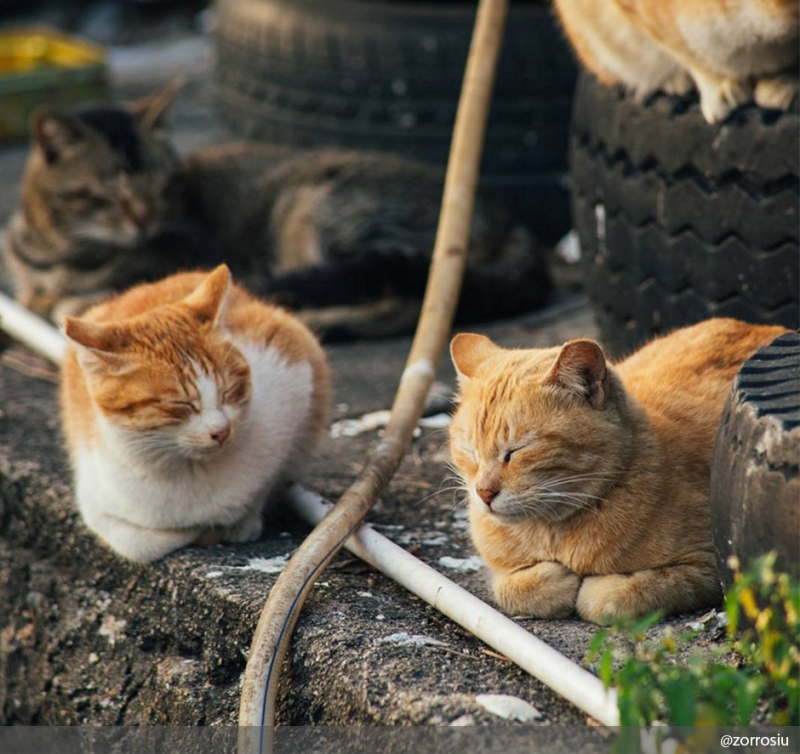 Смотрите также нашу подборку «Кот в деталях: фото и факты». - «Дом»
