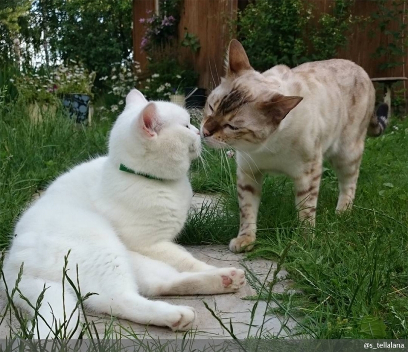 Смотрите также нашу подборку «Кот в деталях: фото и факты». - «Дом»
