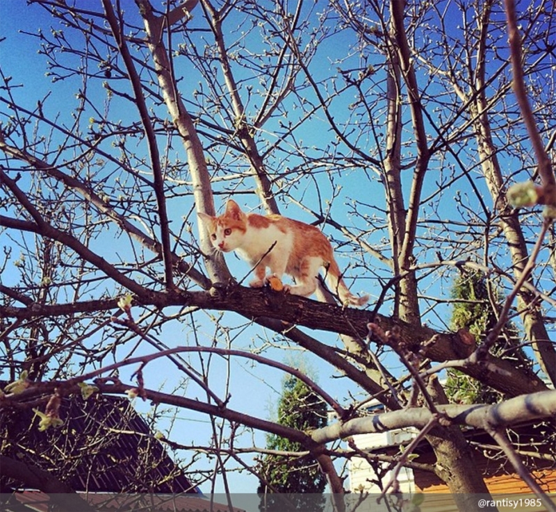 Смотрите также нашу подборку «Кот в деталях: фото и факты». - «Дом»