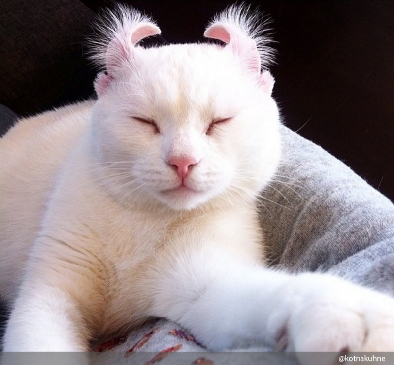 Смотрите также нашу подборку «Кот в деталях: фото и факты». - «Дом»