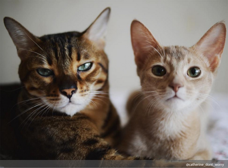 Смотрите также нашу подборку «Кот в деталях: фото и факты». - «Дом»