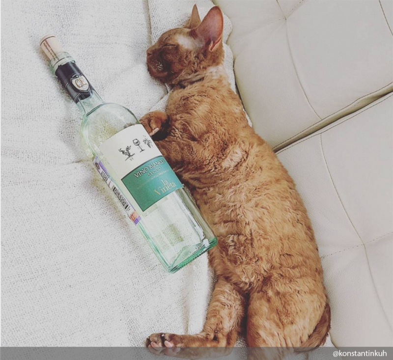 Смотрите также нашу подборку «Кот в деталях: фото и факты». - «Дом»