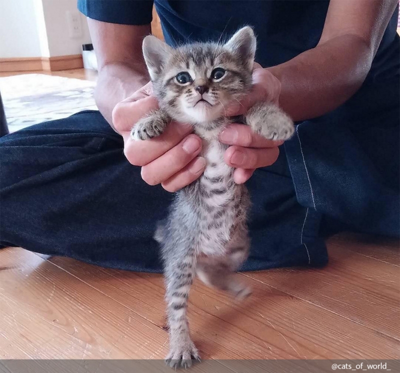 Смотрите также нашу подборку «Кот в деталях: фото и факты». - «Дом»
