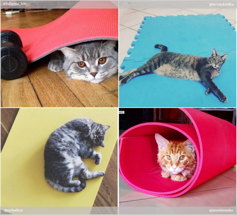 Фитнес начинается с коврика - «Дом»