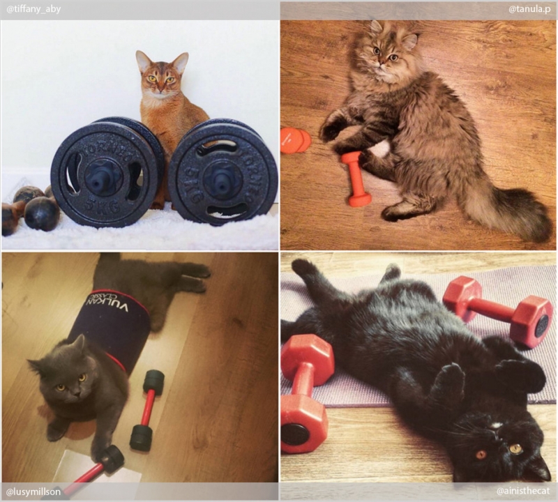 Фитнес начинается с коврика - «Дом»