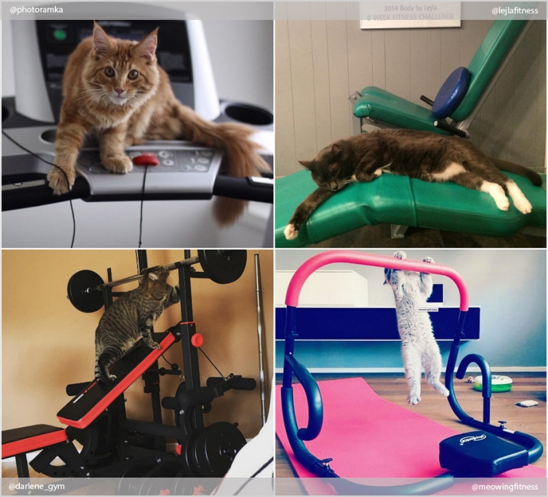 Фитнес начинается с коврика - «Дом»