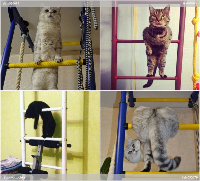 Фитнес начинается с коврика - «Дом»